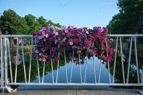 Canals of Middelburg  The Netherlands. Vibrant flowers on a bridge