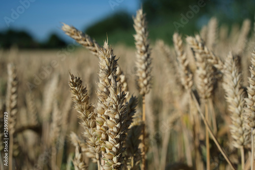 Wheat field. Ears of golden wheat close up. Beautiful Nature Sunset Landscape. Rural Scenery under Shining Sunlight. Background of ripening ears of meadow wheat field. © Tjeerd