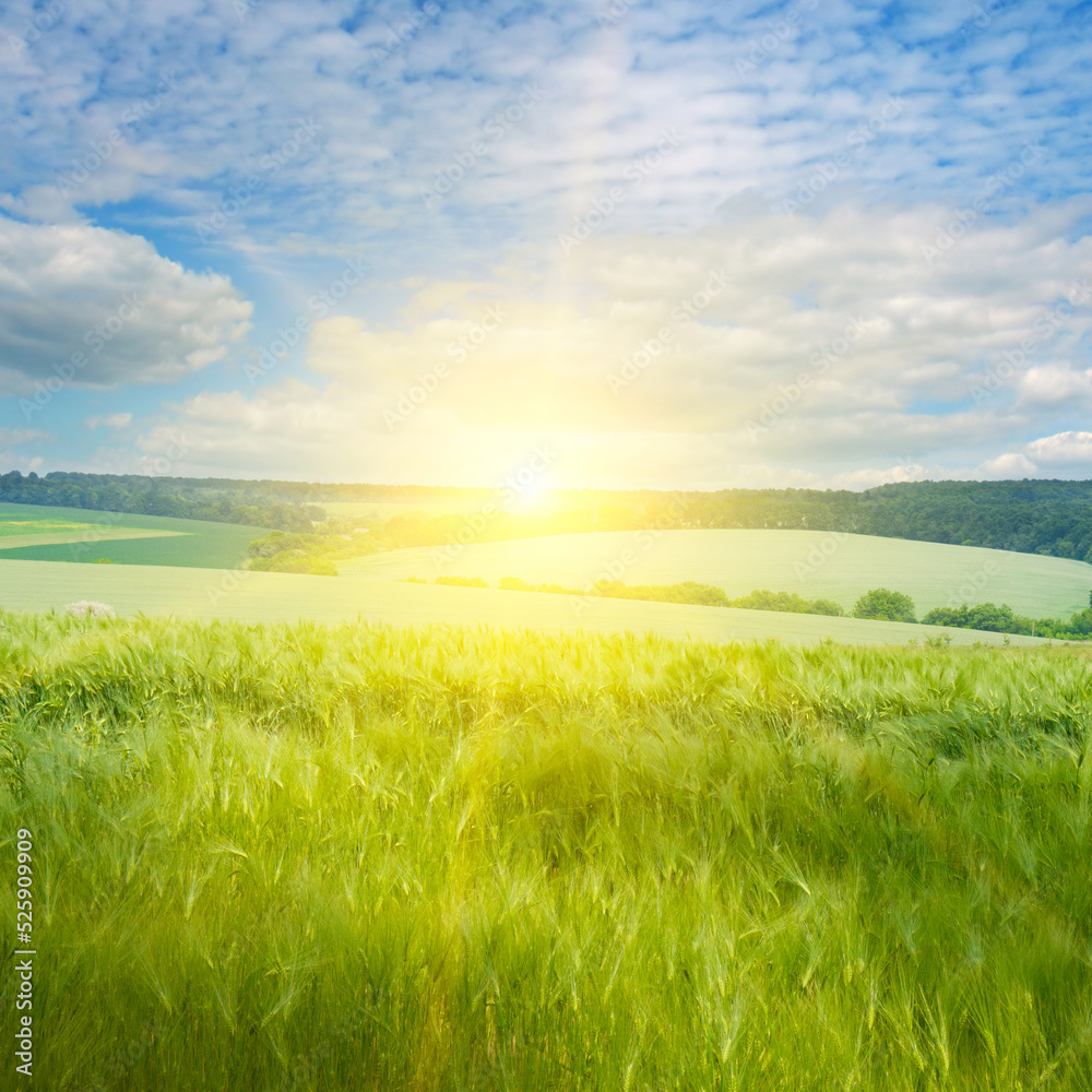 Green wheat field and bright sun.