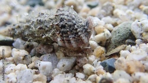 Underwater video of Cerith sand sea snail - Cerithium Caeruleum photo