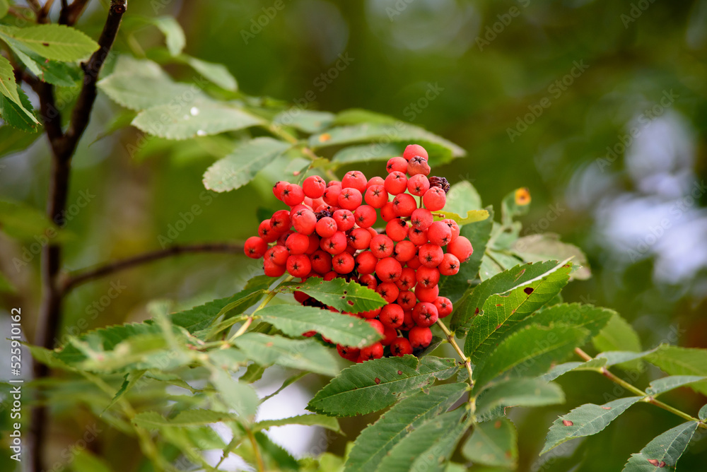 bunch of orange mountain ash on a tree branch with green leaves in the middle of summer bunch of orange mountain ash on a tree branch with green leaves in the middle of summer