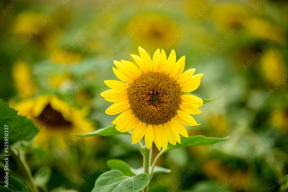 a yellow sunflower with a brown center on a cloudy day with green leaves in a field a yellow sunflower with a brown center on a cloudy day with green leaves in a field