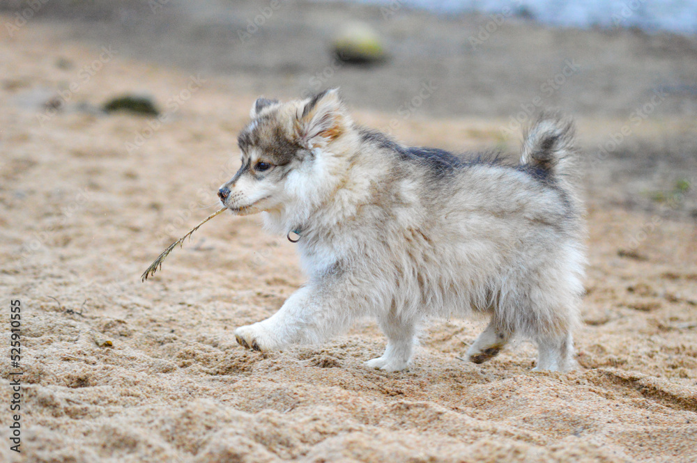 Portrait of a young Finnish Lapphund puppy Portrait of a young Finnish Lapphund puppy