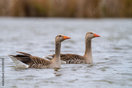 The greylag goose or graylag goose 