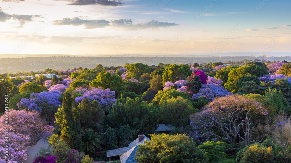 Fototapeta premium Jacaranda blooming season in Johannesburg, South Africa