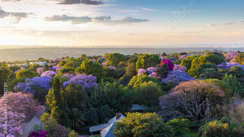 Jacaranda blooming season in Johannesburg, South Africa