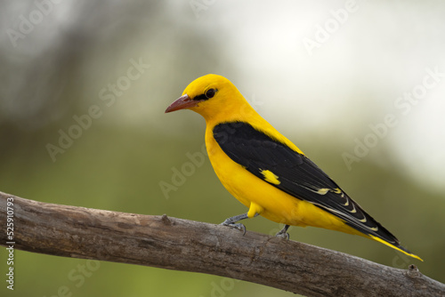 Schilderij op canvas The Eurasian golden oriole