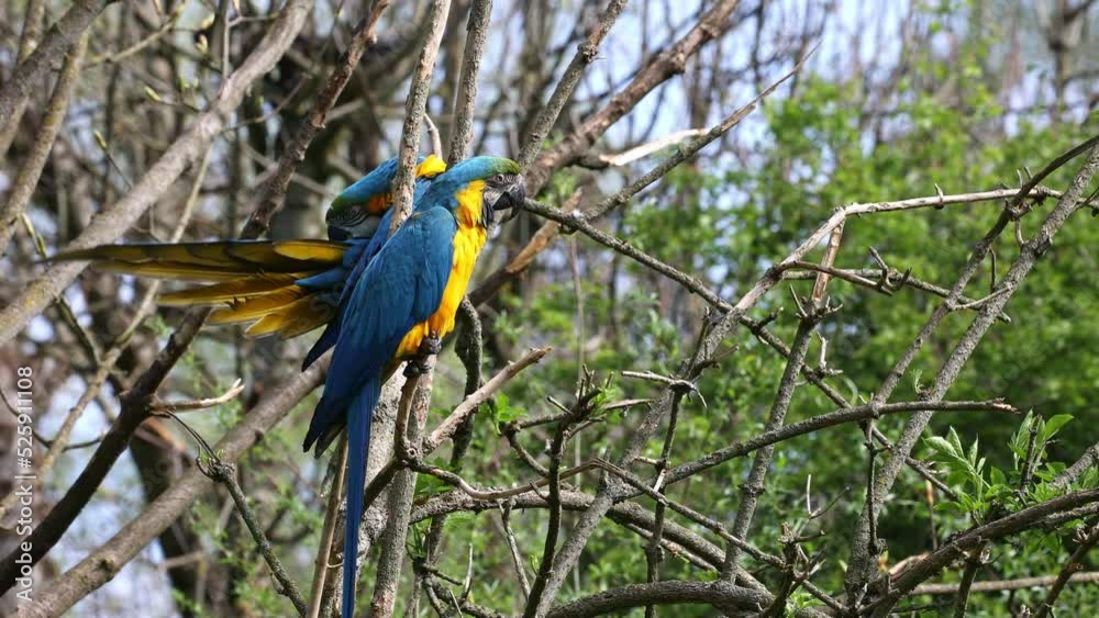 The Blue-and-yellow Macaw, Ara ararauna also known as the blue-and-gold macaw, is a large South American parrot with mostly blue top parts and light orange underparts The Blue-and-yellow Macaw, Ara ararauna also known as the blue-and-gold macaw, is a large South American parrot with mostly blue top parts and light orange underparts