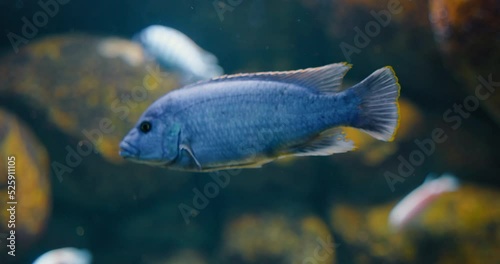 Aquarium fish close-up, marine animal life. Underwater landscape. Pindani is a species of cichlid endemic to Lake Malawi, live in rocks and sandy areas. Holiday leisure activity. Go everywhere. photo