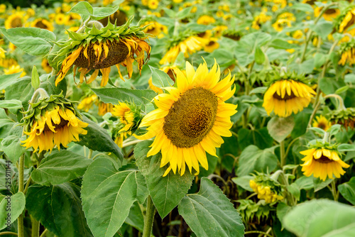 a yellow sunflower with a brown center on a cloudy day with green leaves in a field