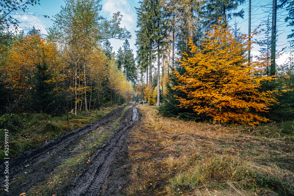 A dirt road leading through an autumn forrest. Fall in the woods, colorful trees and a muddy road.
