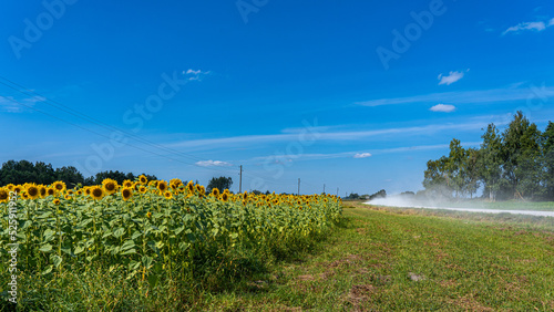 Fotografie Sunflower field, dusty road, blue sky in countryside.