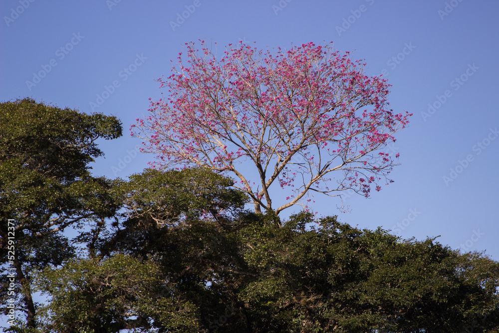 Obraz premium trees and sky