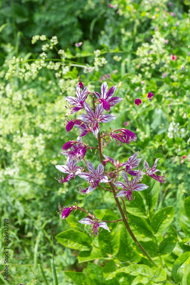 spring mood, natural mountain park, flowering plants in the bosom of nature on a sunny day. spring mood, natural mountain park, flowering plants in the bosom of nature on a sunny day.