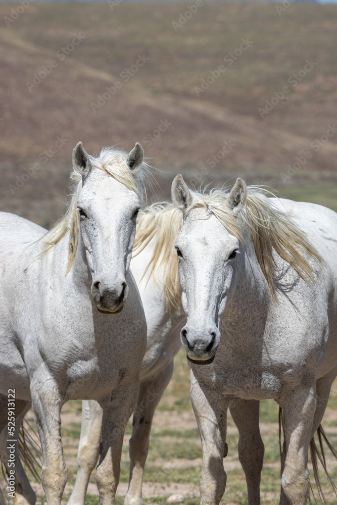 Wild Horses in Spring in the Utah Desert Wild Horses in Spring in the Utah Desert