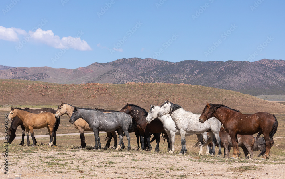 Wild Horses in Spring in the Utah Desert Wild Horses in Spring in the Utah Desert