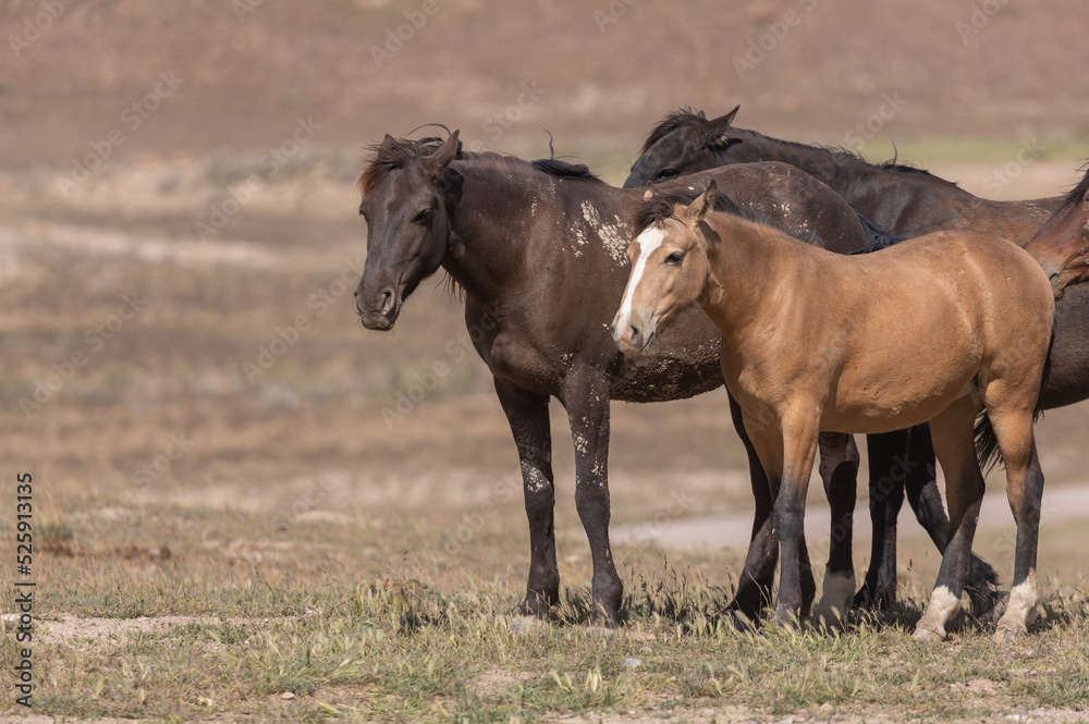 Wild Horses in Spring in the Utah Desert Wild Horses in Spring in the Utah Desert