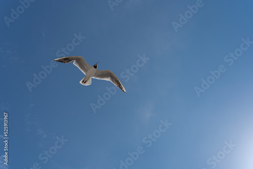 Langrune-Sur-Mer  France - 08 04 2022  A seagull flying through the air on the beach