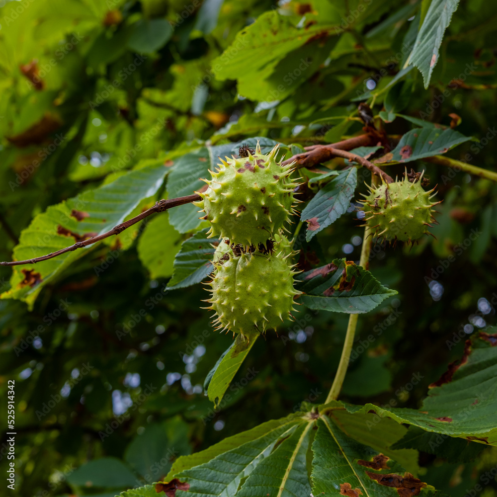 Horse chestnut.(Aesculus hippocastanum) spiky fruits in August Horse chestnut.(Aesculus hippocastanum) spiky fruits in August