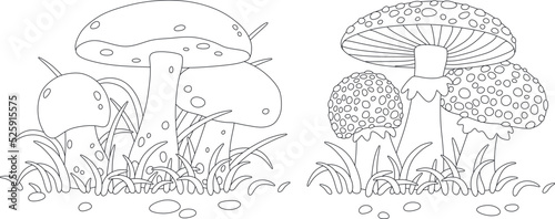 Poisonous fly agarics with spots and edible forest mushrooms, black and white vector cartoon illustrations for a coloring book page