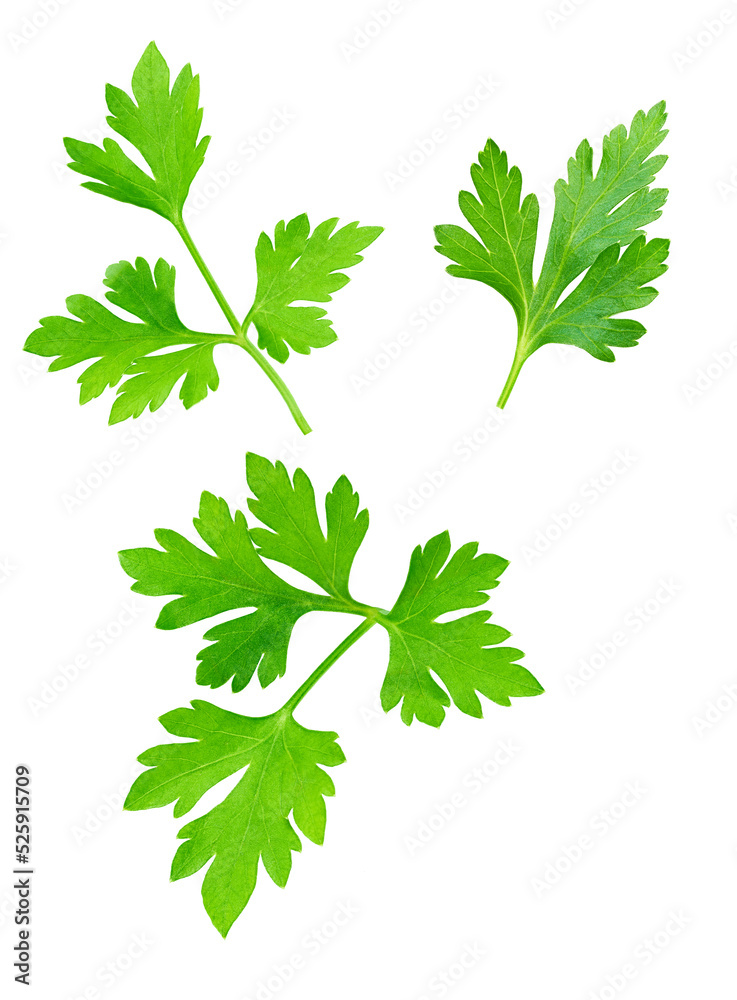 Fresh parsley isolated on white background. full depth of field Fresh parsley isolated on white background. full depth of field