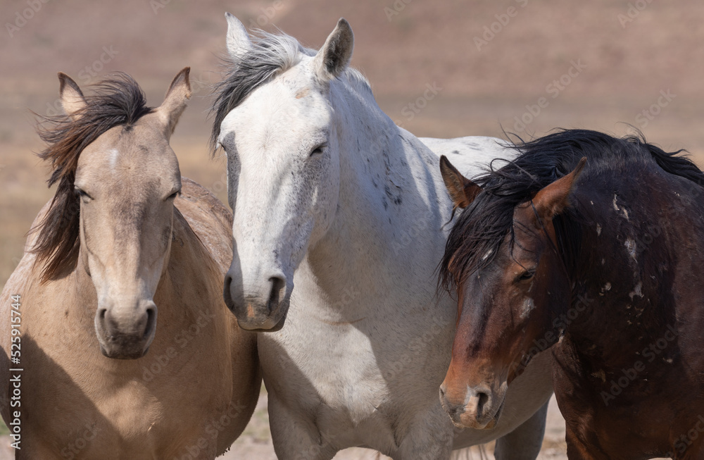 Obraz premium Wild Horses in Spring in the Utah Desert