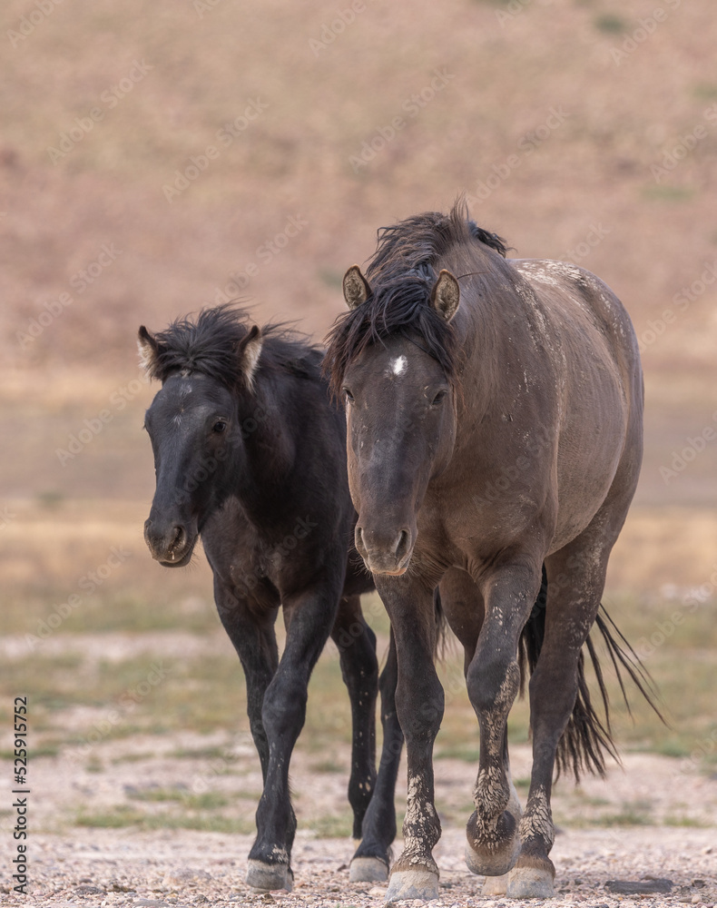 Wild Horses in Spring in the Utah Desert Wild Horses in Spring in the Utah Desert
