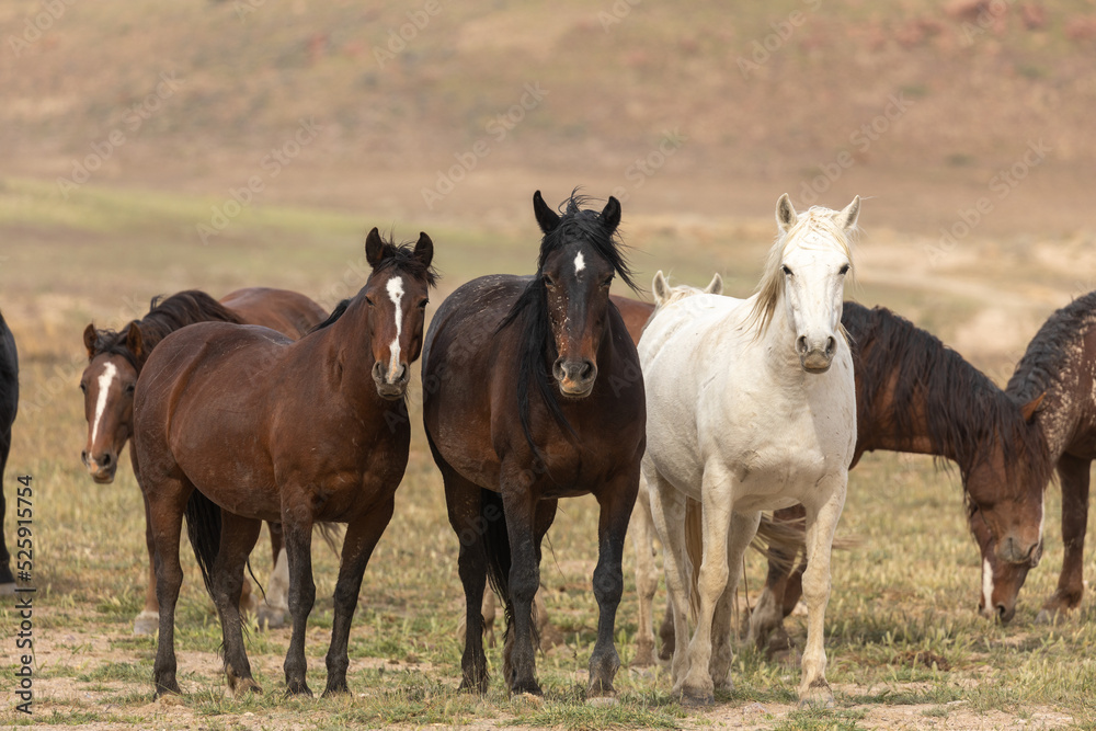 Wild Horses in Spring in the Utah Desert