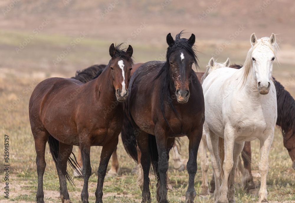 Wild Horses in Spring in the Utah Desert Wild Horses in Spring in the Utah Desert
