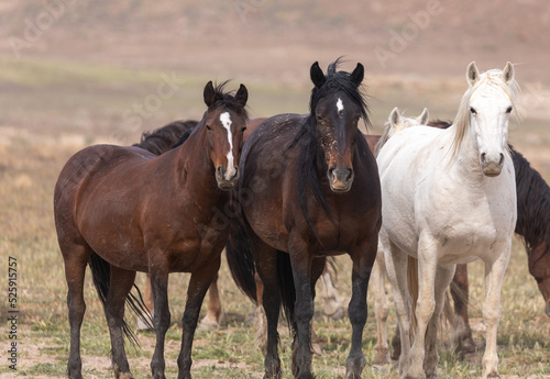 Wild Horses in Spring in the Utah Desert