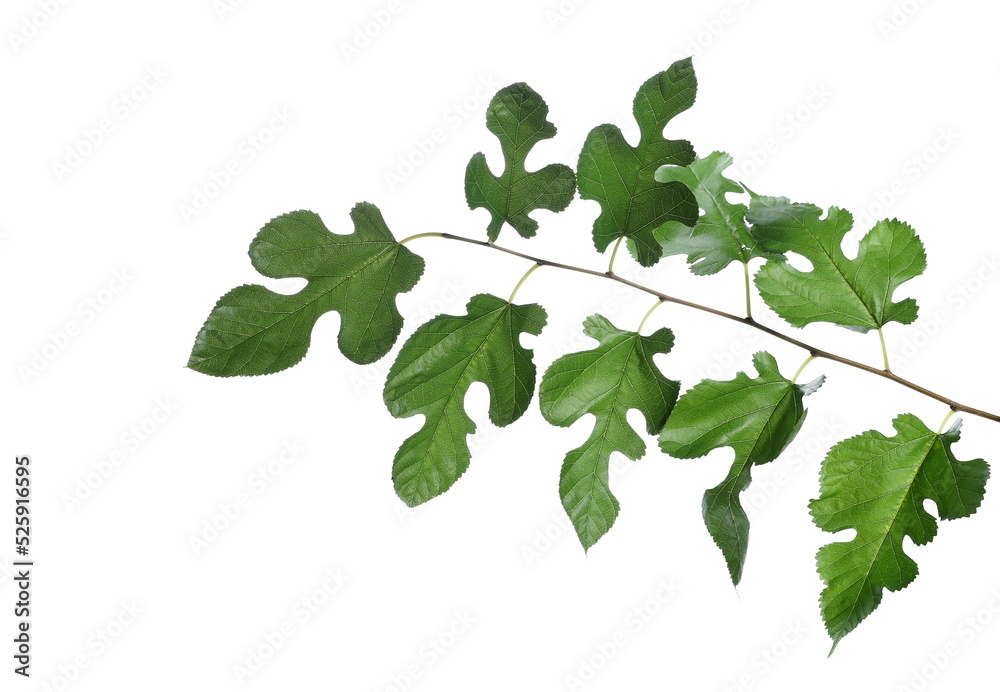 Mulberry black branch leaves isolated on white Mulberry black branch leaves isolated on white