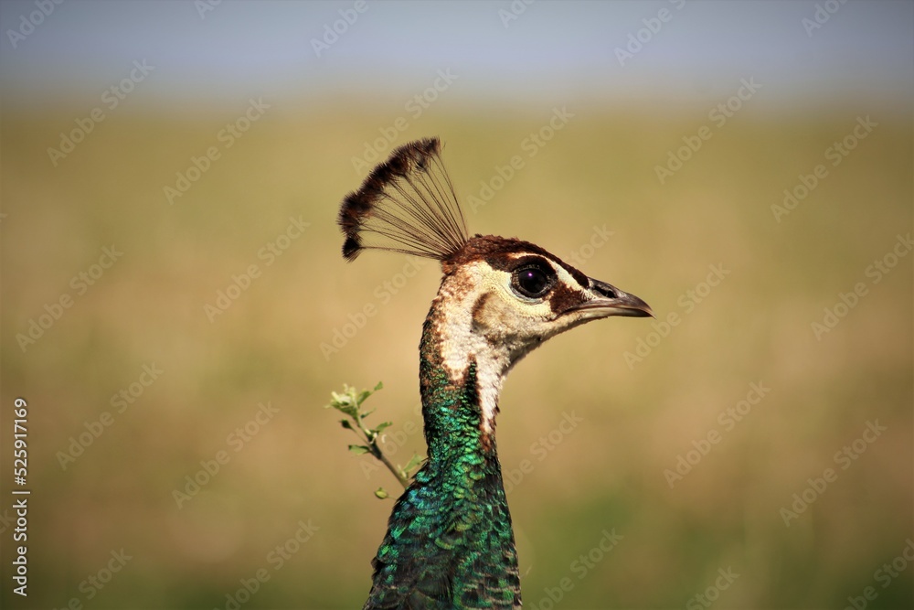 peacock in the wild