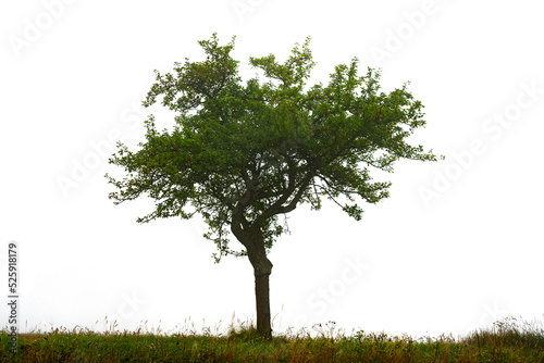 Tree on meadow isolated on white background