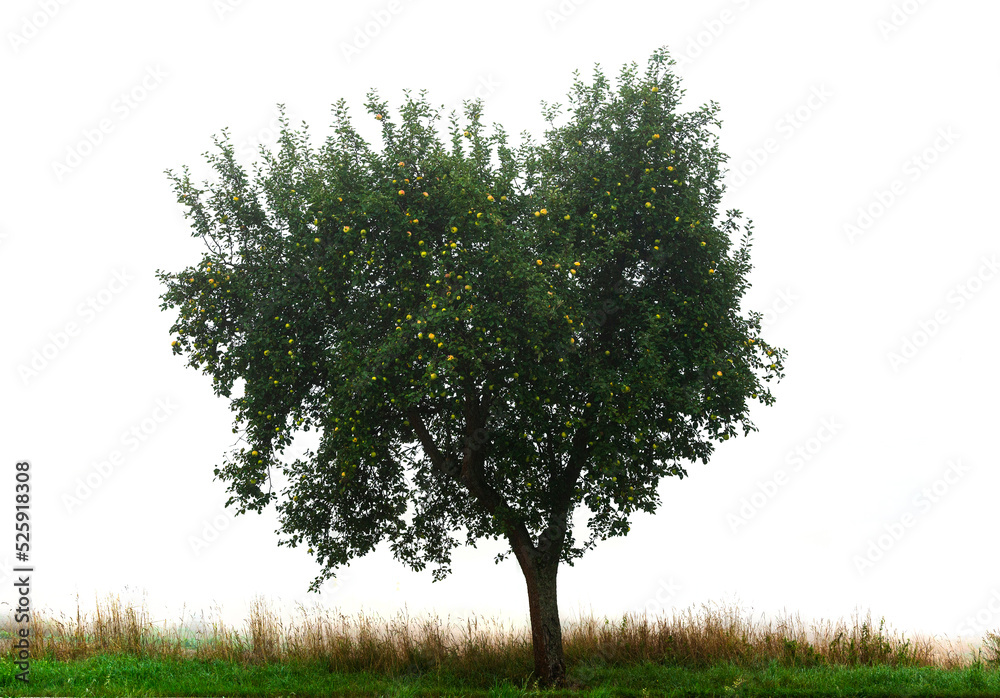 Tree on meadow isolated on white background Tree on meadow isolated on white background