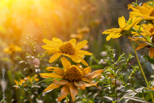 Flowers Doronicum in the sun. Summer mood in the garden in the evening. The rays of the sun in the garden photo