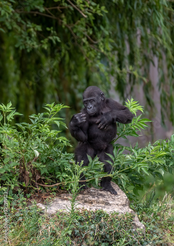 Baby Gorilla among the trees