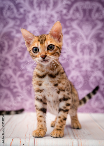 Beautiful spotted kitten with an expressive look stands on a purple background.