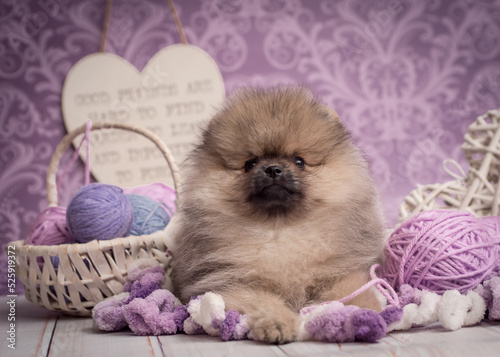 Cute puppy lies on a plaid next to the yarn. The breed of the dog is the Pomeranian