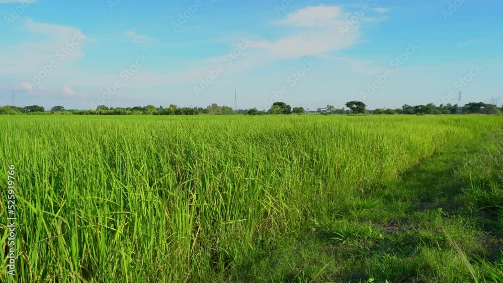Scenic view landscape of Ears Of green Rice In The Field grass with field cornfield or in Asia country agriculture harvest with abstract with white clouds bright blue sky background. Scenic view landscape of Ears Of green Rice In The Field grass with field cornfield or in Asia country agriculture harvest with abstract with white clouds bright blue sky background.