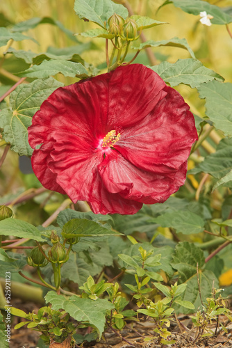 Schilderij op canvas Hibiscus moscheutos, closeup of red blooming ornamental flowering plant of family Malvaceae