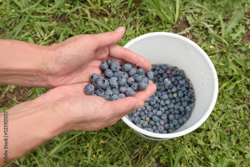 Berry picking ripe blueberries. close-up. female hand throws berries into a white bucket
