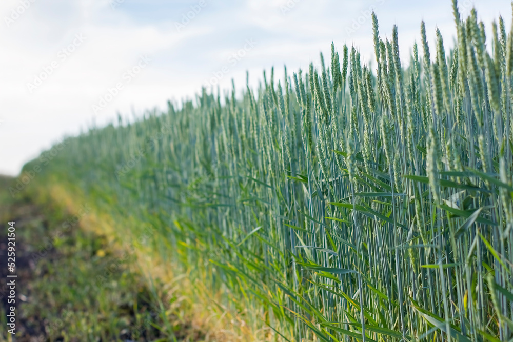 Fresh ears of young green wheat on nature in summer field. Fresh ears of young green wheat on nature in summer field.