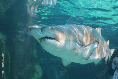 Shark in aquarium  © Valeska