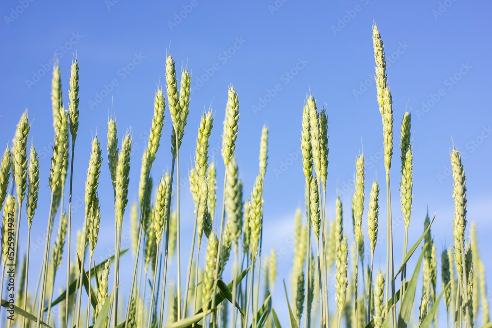 The wind shakes fresh ears of young green wheat on nature in sunny summer field. The wind shakes fresh ears of young green wheat on nature in sunny summer field.