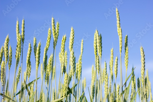 The wind shakes fresh ears of young green wheat on nature in sunny summer field.