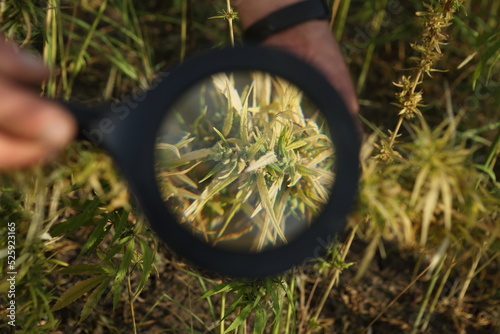 Male hands hold a magnifying glass. Studying cannabis sativa sprouts
