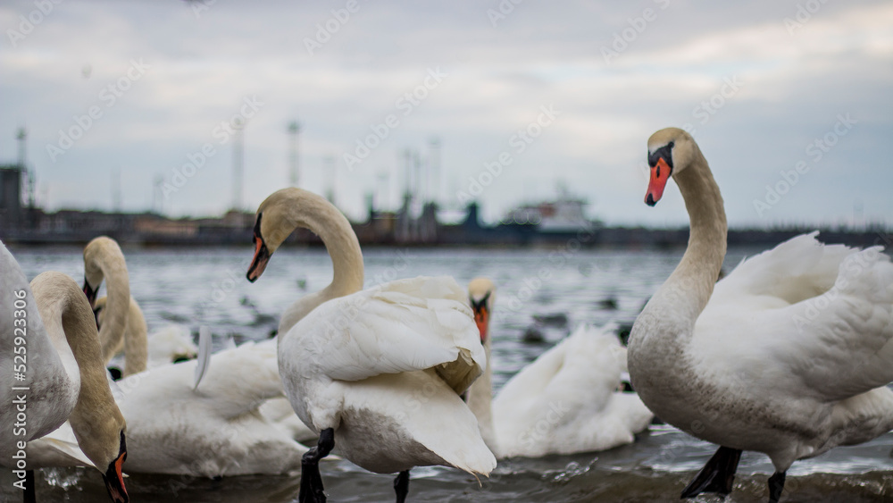 Many beautiful white swans on the seashore against the background of the sea and clouds Many beautiful white swans on the seashore against the background of the sea and clouds