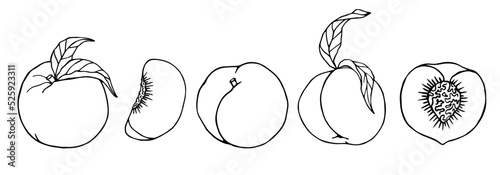 Linear sketch of peaches. Fruit doodle set. Vector graphics.