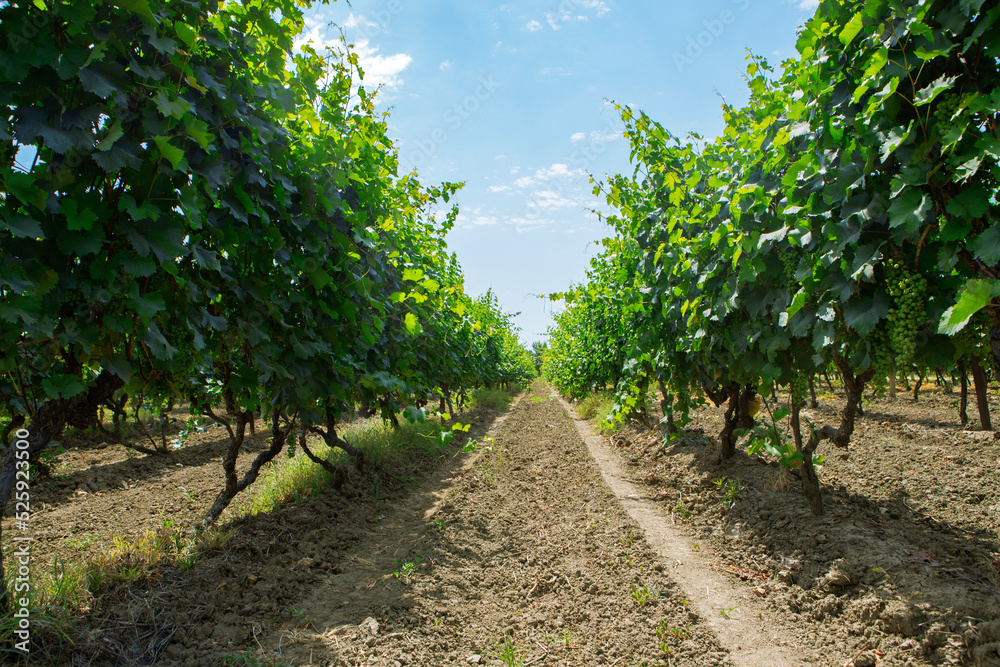 vineyard in the summer