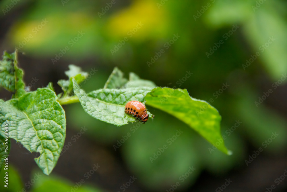 Larva of the Colorado beetle sitting on a potato leaf.